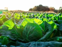 Standard Bank mobilizes 3.45 billion rand to support climate-smart agriculture and strengthen resilience across the farming sector
