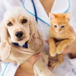 Only 4.27% of pets in the United States are insured despite a decade of sustained double-digit market growth