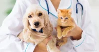 Only 4.27% of pets in the United States are insured despite a decade of sustained double-digit market growth