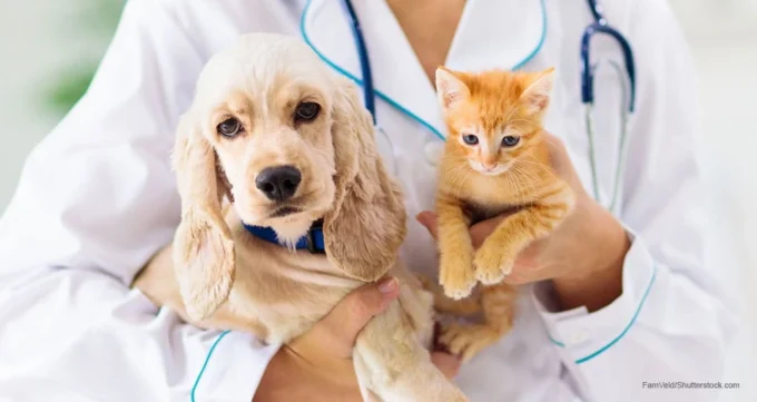 Only 4.27% of pets in the United States are insured despite a decade of sustained double-digit market growth