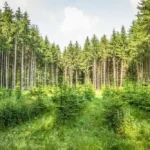 Côte d’Ivoire and the African Development Bank launch a $24.07 million investment to restore forests and strengthen climate resilience.