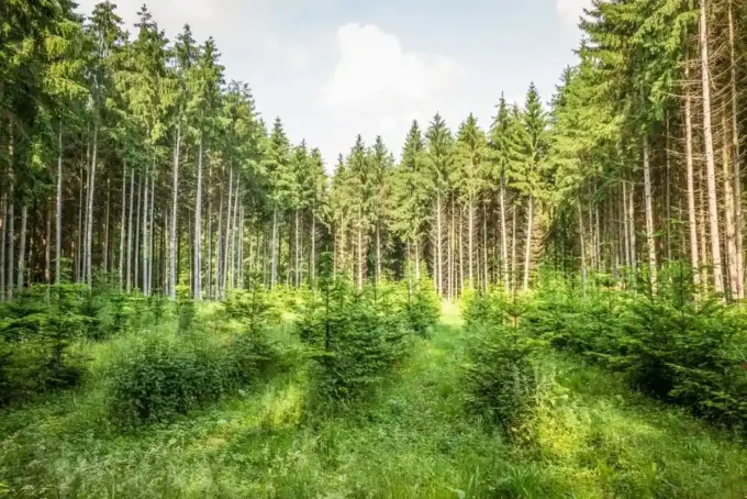 Côte d’Ivoire and the African Development Bank launch a $24.07 million investment to restore forests and strengthen climate resilience.