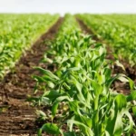 Europe issues its first soil carbon credits under Gold Standard’s Soil Organic Carbon Framework Methodology across farms in France and Belgium.