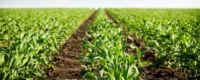 Europe issues its first soil carbon credits under Gold Standard’s Soil Organic Carbon Framework Methodology across farms in France and Belgium.
