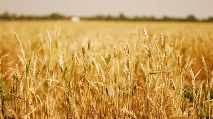 Global food prices near a four-year high as risks mount, highlighting food inflation, commodity markets, supply risks, and global consumer costs